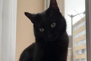 Vermisstmeldung Katze  Weiblich , 3 jahre Ixelles Belgien