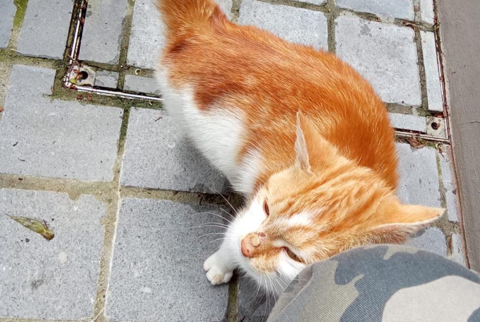 Fundmeldung Katze Weiblich Overijse Belgien