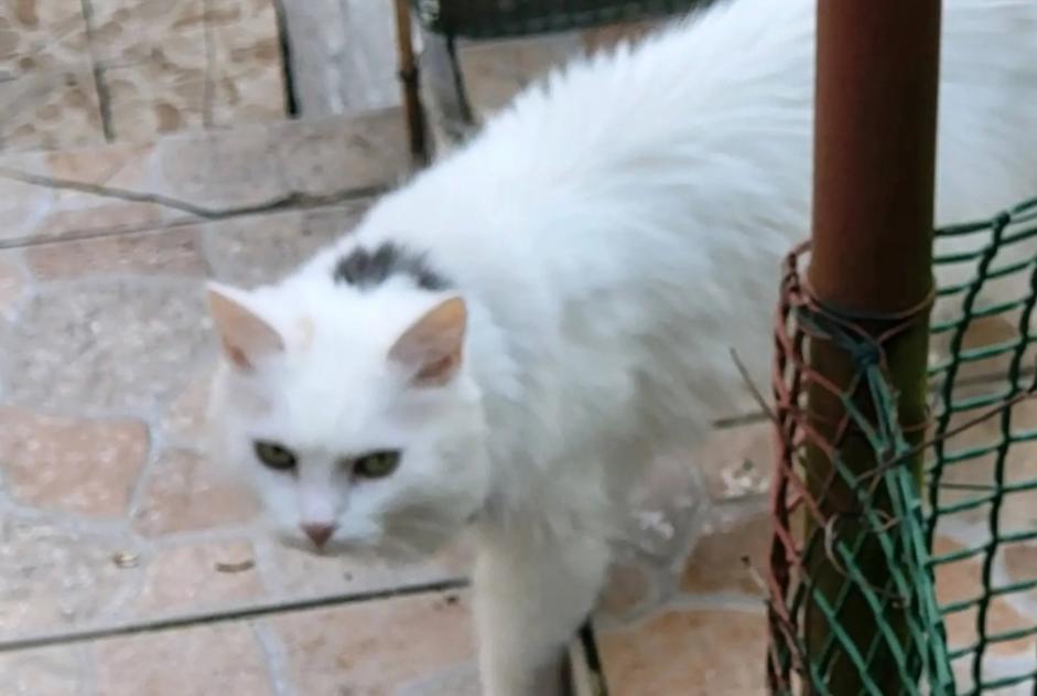 Vermisstmeldung Katze rassenmischung Weiblich , 10 jahre Grâce-Hollogne Belgien