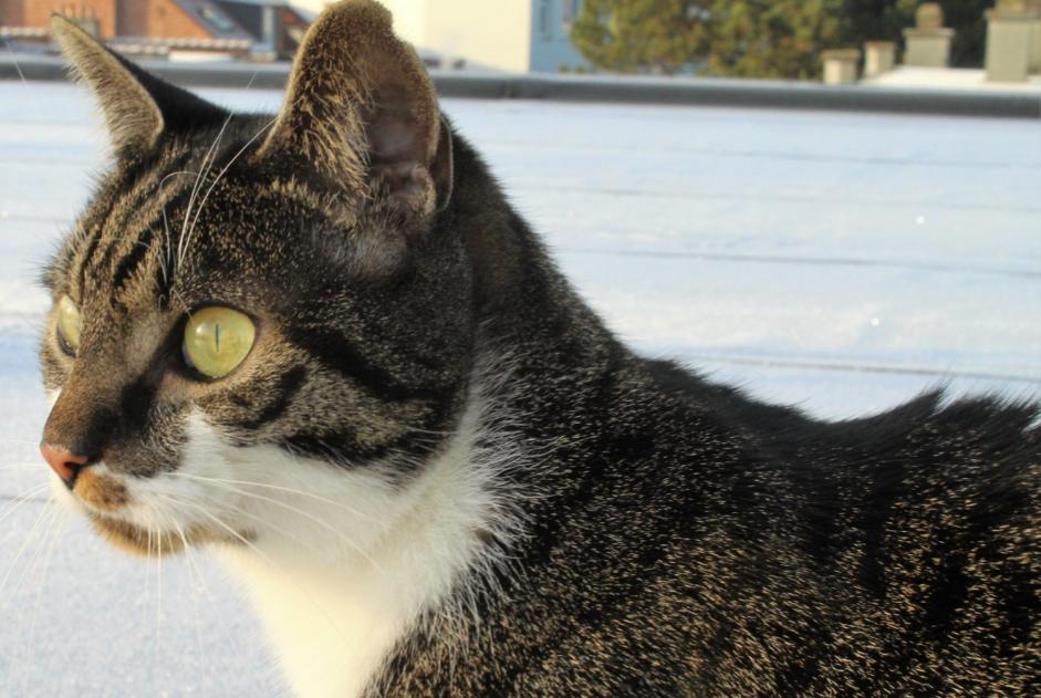 Vermisstmeldung Katze  Männliche , 4 jahre Braine-le-Comte Belgien