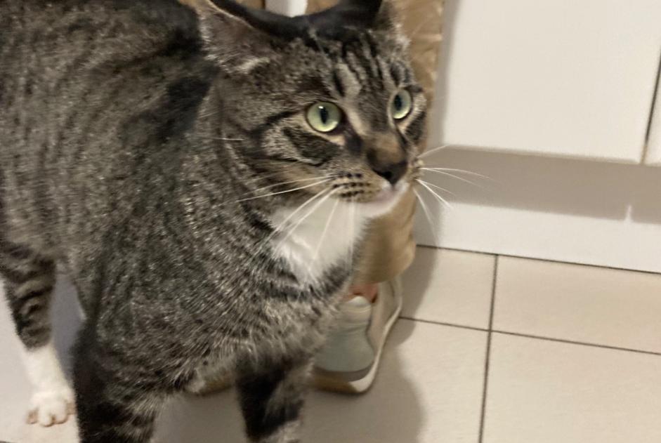 Vermisstmeldung Katze  Männliche , 3 jahre Beloeil Belgien