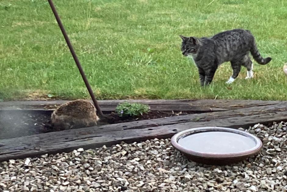 Vermisstmeldung Katze  Männliche , 3 jahre Beloeil Belgien