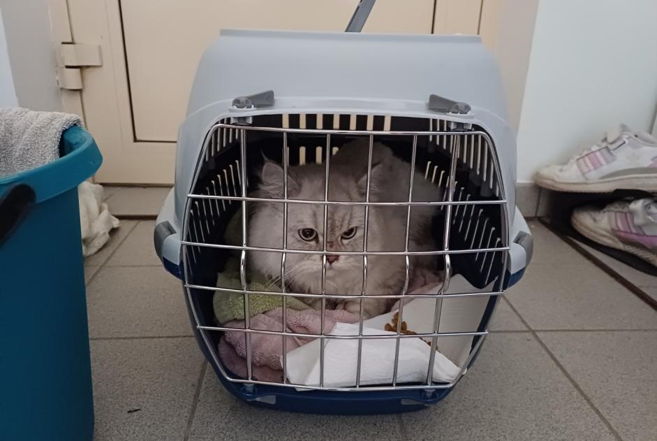 Fundmeldung Katze  Unbekannt Zaventem Belgien