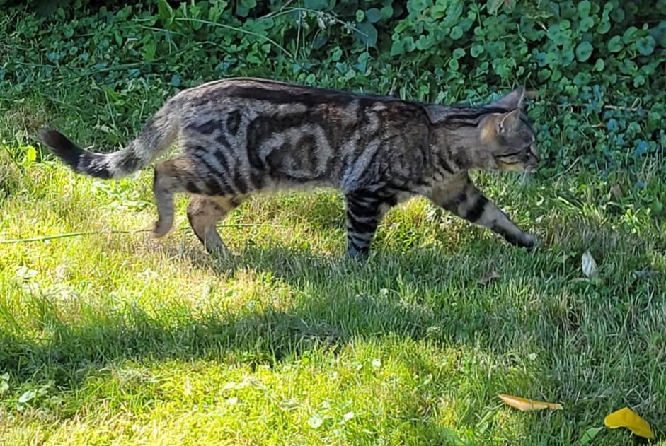 Vermisstmeldung Katze rassenmischung Männliche , 1 jahre Ottignies-Louvain-la-Neuve Belgien