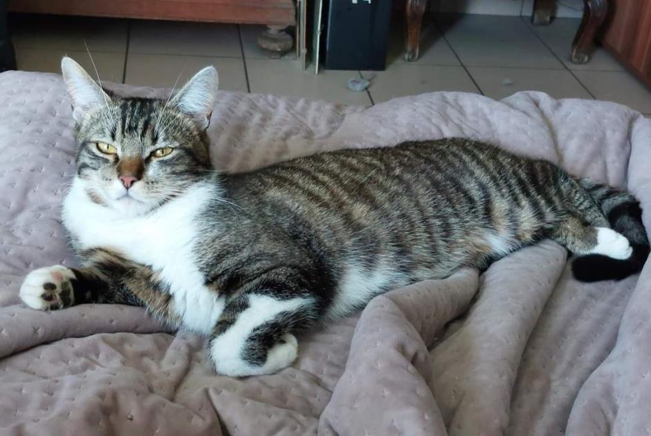 Vermisstmeldung Katze Männliche , 2 jahre Amay Belgien