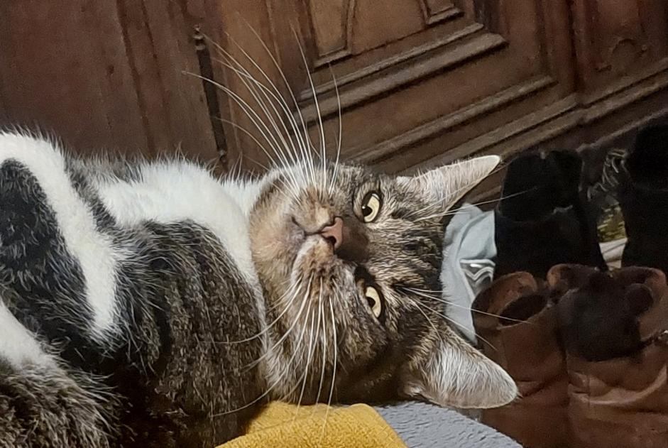 Vermisstmeldung Katze Männliche , 2 jahre Amay Belgien