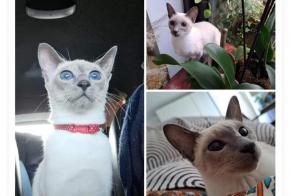 Vermisstmeldung Katze  Weiblich , 1 jahre Rixensart Belgien