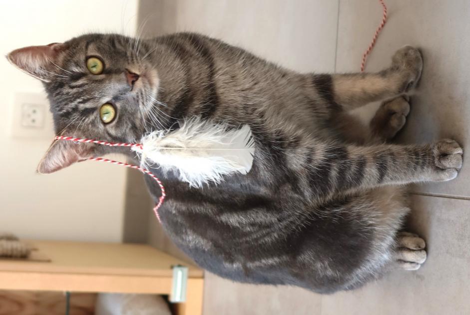 Vermisstmeldung Katze Männliche , 2 jahre Profondeville Belgien