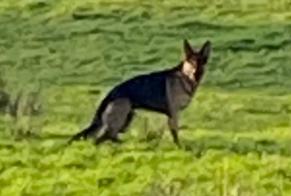 Fundmeldung Hund  Unbekannt Beersel Belgien