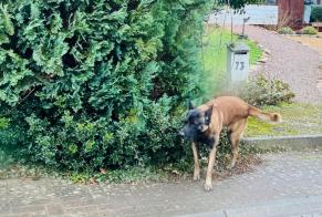 Fundmeldung Hund  Männliche Gerpinnes Belgien