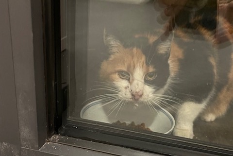 Fundmeldung Katze rassenmischung Unbekannt Rixensart Belgien