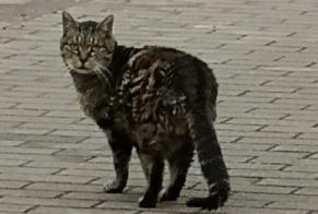 Fundmeldung Katze Unbekannt Courcelles Belgien