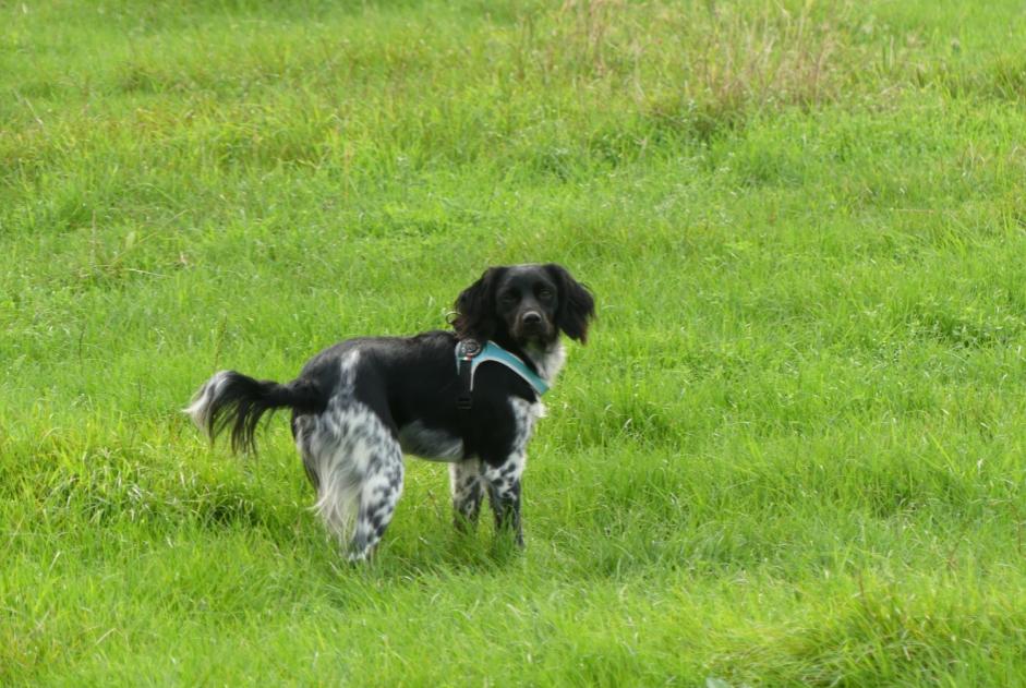 Vermisstmeldung Hund  Weiblich , 6 jahre Comines-Warneton Belgien