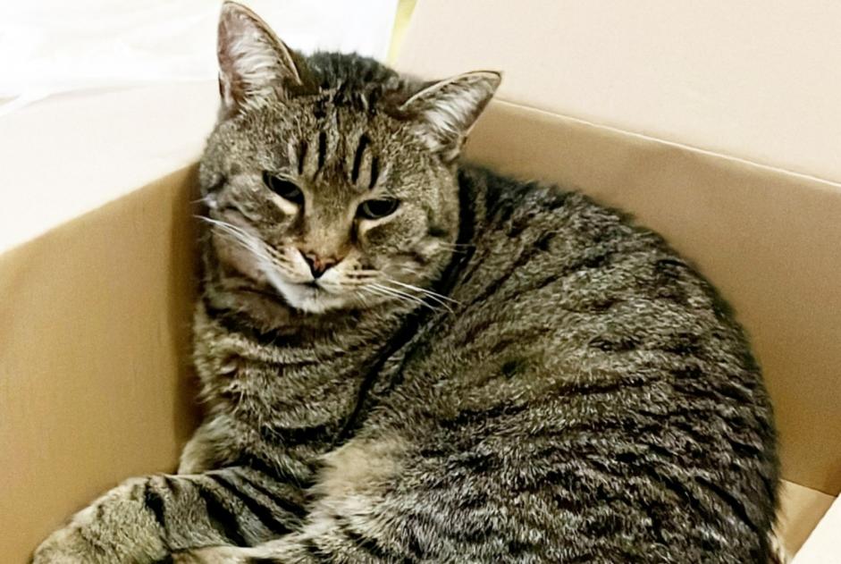 Vermisstmeldung Katze Männliche , 12 jahre Ixelles Belgien