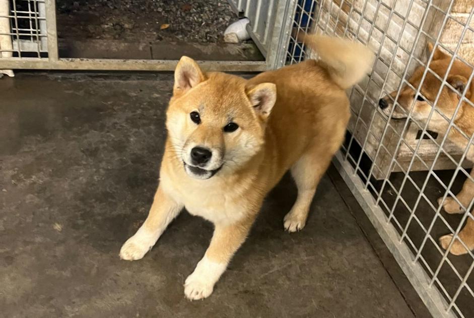 Vermisstmeldung Hund  Weiblich , 1 jahre Lasne Belgien