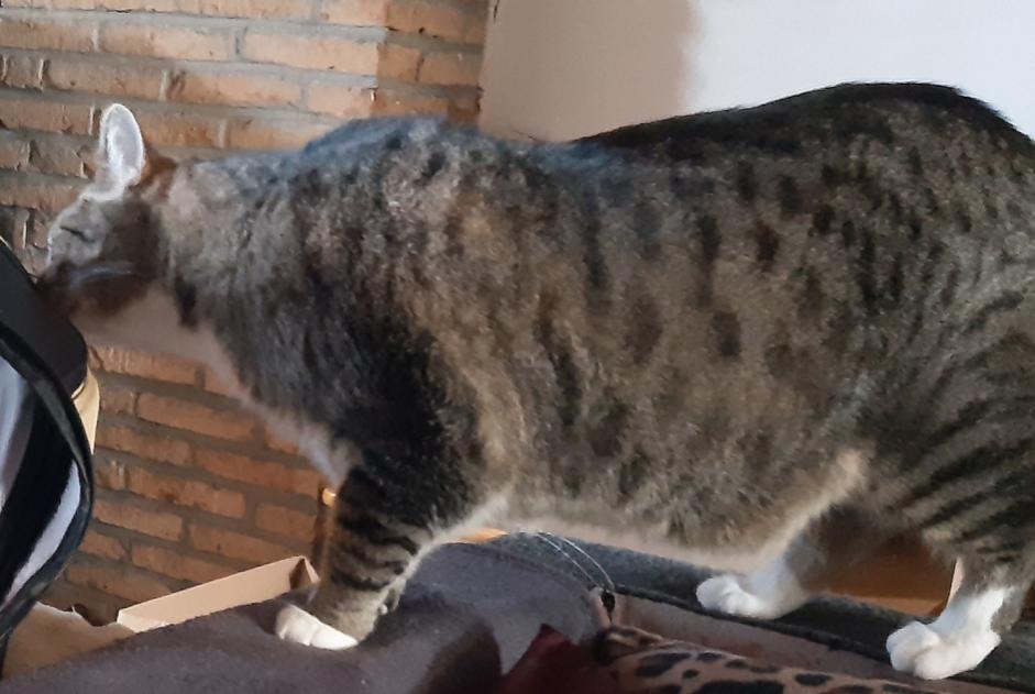 Vermisstmeldung Katze  Männliche , 9 jahre Colfontaine Belgien