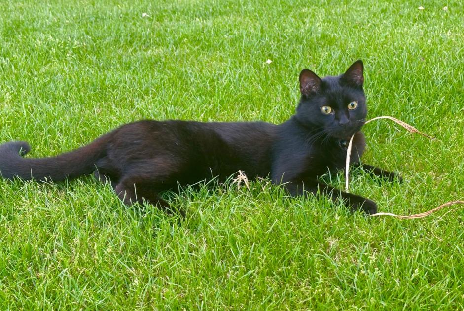 Vermisstmeldung Katze Männliche , 2 jahre Court-St.-Étienne Belgien