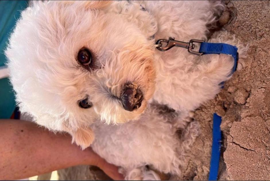 Vermisstmeldung Hund rassenmischung Männliche , 8 jahre Charleroi Belgien