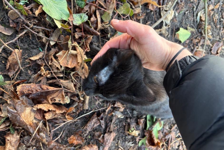 Fundmeldung Katze Unbekannt Schaerbeek Belgien