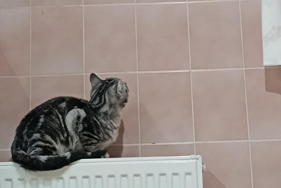 Vermisstmeldung Katze Männliche , 1 jahre Amay Belgien