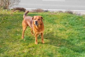 Fundmeldung Hund Männliche Stoumont Belgien