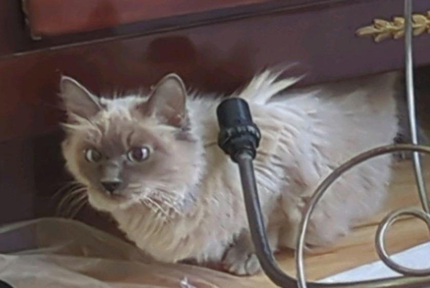 Fundmeldung Katze Unbekannt Schaerbeek Belgien