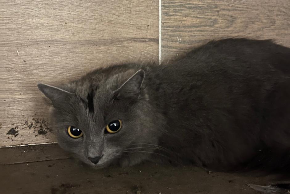 Fundmeldung Katze Unbekannt Bruxelles Belgien