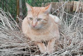 Vermisstmeldung Katze rassenmischung Männliche , 4 jahre Wavre Belgien