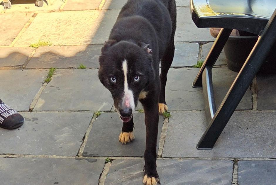 Fundmeldung Hund rassenmischung Weiblich Le Rœulx Belgien