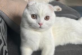 Vermisstmeldung Katze  Männliche , 2 jahre Antwerpen Belgien