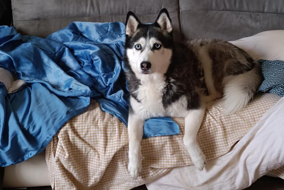 Vermisstmeldung Hund  Männliche , 10 jahre Colfontaine Belgien