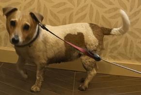Fundmeldung Hund  Weiblich Estinnes Belgien