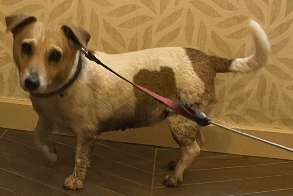 Fundmeldung Hund  Weiblich Estinnes Belgien