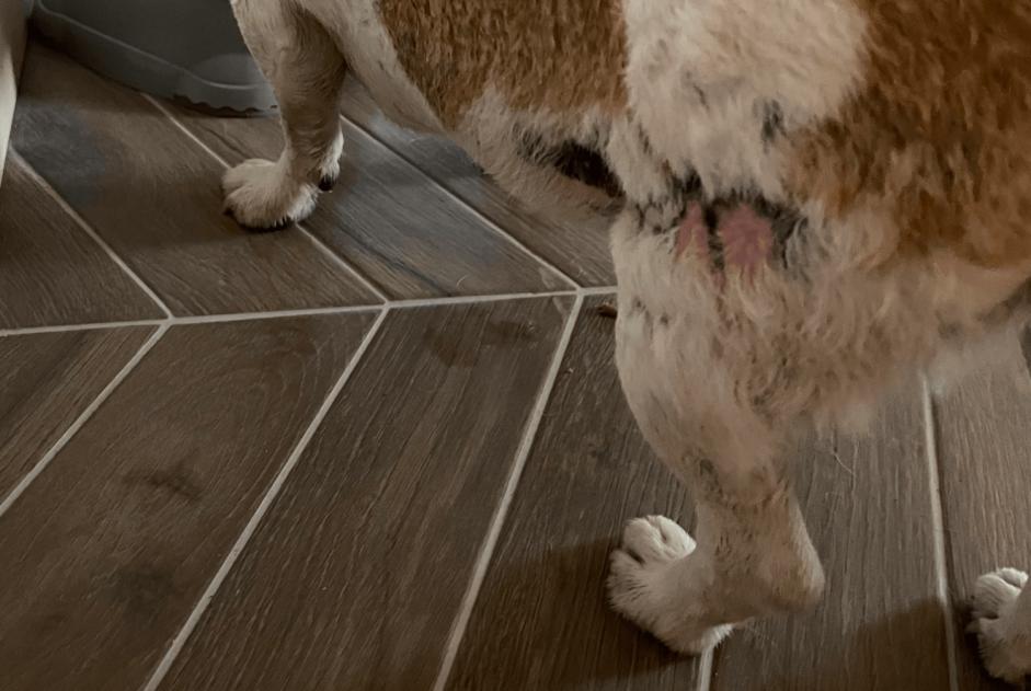 Fundmeldung Hund  Weiblich Estinnes Belgien