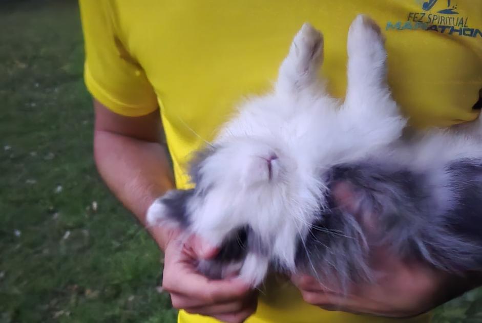 Fundmeldung Hase Weiblich Woluwe-Saint-Pierre Belgien