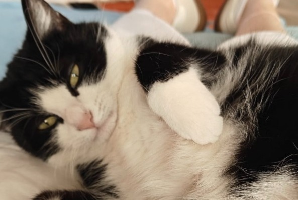Vermisstmeldung Katze Weiblich , 4 jahre Wavre Belgien