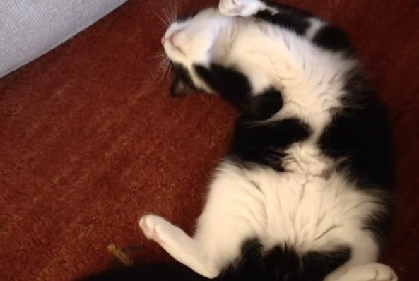 Vermisstmeldung Katze Weiblich , 4 jahre Wavre Belgien