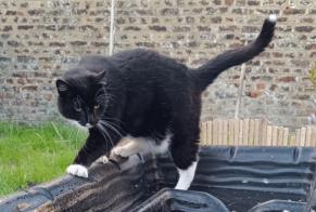 Vermisstmeldung Katze rassenmischung Männliche , 3 jahre La Louvière Belgien