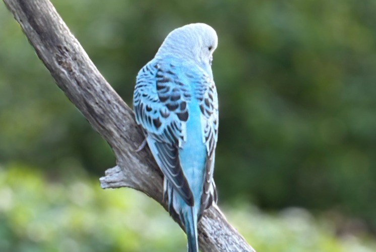 Fundmeldung Vogel Unbekannt Esneux Belgien