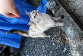 Fundmeldung Katze Weiblich Colfontaine Belgien