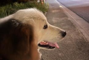 Fundmeldung Hund Weiblich Ham-sur-Heure-Nalinnes Belgien