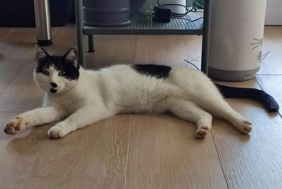 Vermisstmeldung Katze Männliche , 9 jahre La Bruyère Belgien