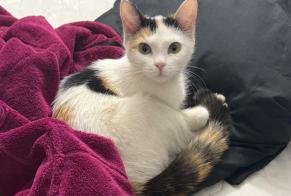 Fundmeldung Katze Weiblich , Zwischen 4 und 6 Monaten Bruxelles Belgien