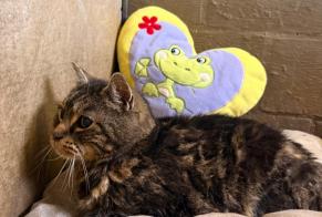 Fundmeldung Katze Weiblich Glabbeek Belgien