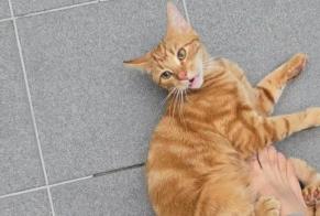 Vermisstmeldung Katze Männliche , 2 jahre Herstal Belgien