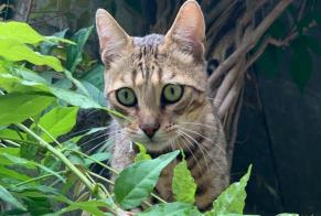 Vermisstmeldung Katze  Männliche , 3 jahre Liège Belgien