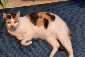 Vermisstmeldung Katze Weiblich , 16 jahre La Louvière Belgien