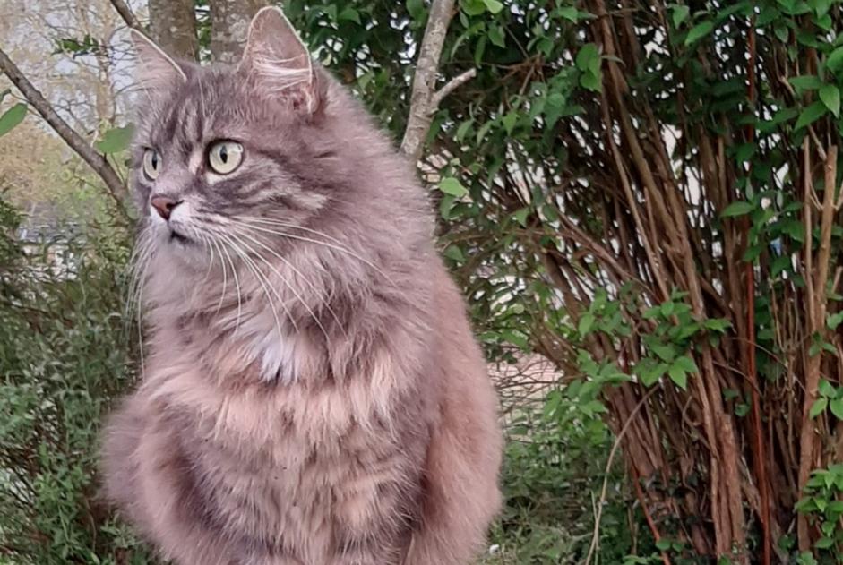 Disappearance alert Cat  Female , 12 years Esneux Belgium