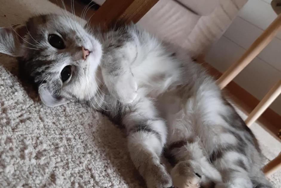 Disappearance alert Cat Female , 5 years Estaimpuis Belgium