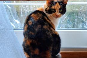 Disappearance alert Cat Female , 6 years Seraing Belgium